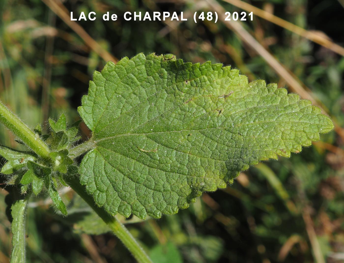 Woundwort, Alpine leaf
